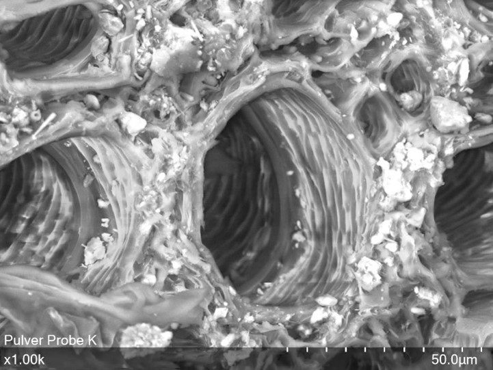 Cross section of a madder root (product C3) in higher magnification taken by SE).