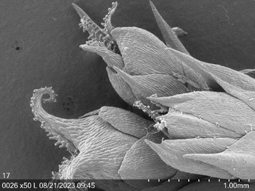 Electron microscopic image of the inflorescence from Amaranth 